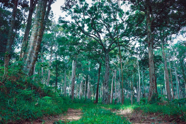 Trekking em floresta espessa verde com árvores altas com árvores altas em ambos os lados