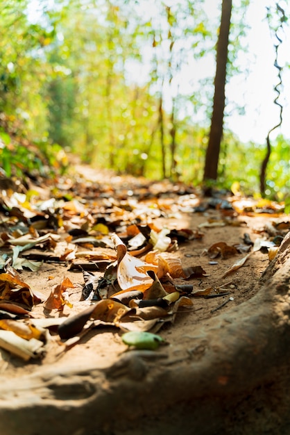 Foto trekking road cover com folhas secas