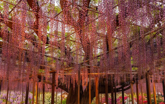 Treliça de flor de glicínias de milagre gigante roxo O grande festival de glicínias no Ashikaga Flower Park