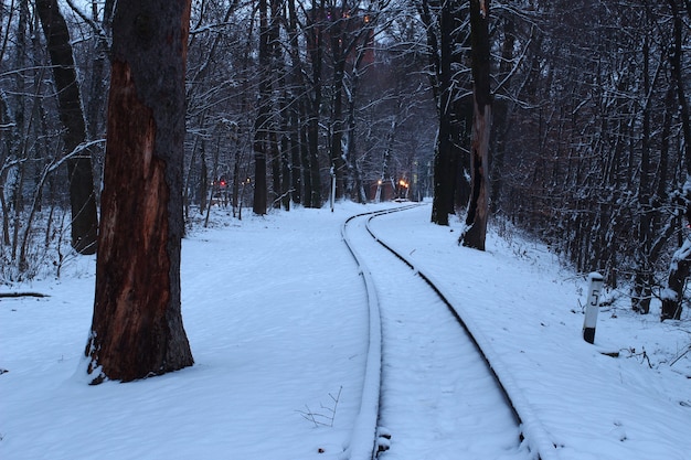 Trem de inverno na floresta