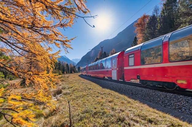 Trem vermelho suíço Bernina no outono