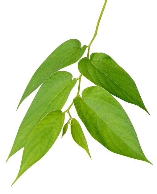 Trema orientale ou charcoaltree tem vários usos como medicamento herbal em uma ampla gama de culturas