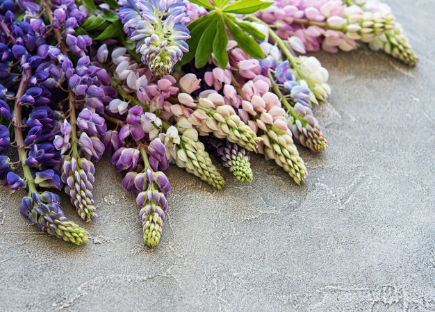 Tremoço-de-rosa e roxo flores