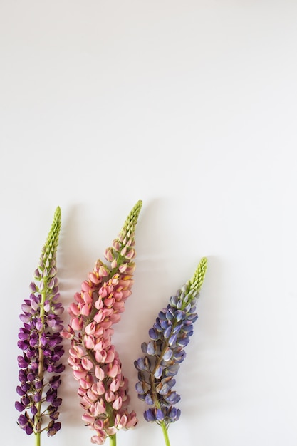 Tremoço-de-rosa e violeta flores sobre fundo branco