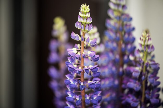 Tremoço flores em um buquê