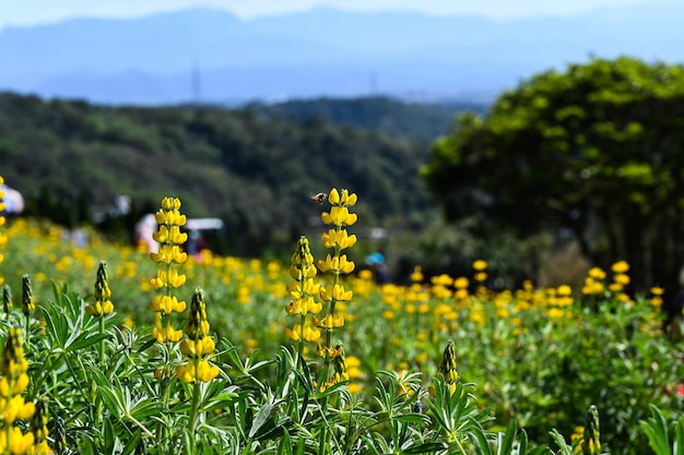 Tremoço perene amarelo no jardim