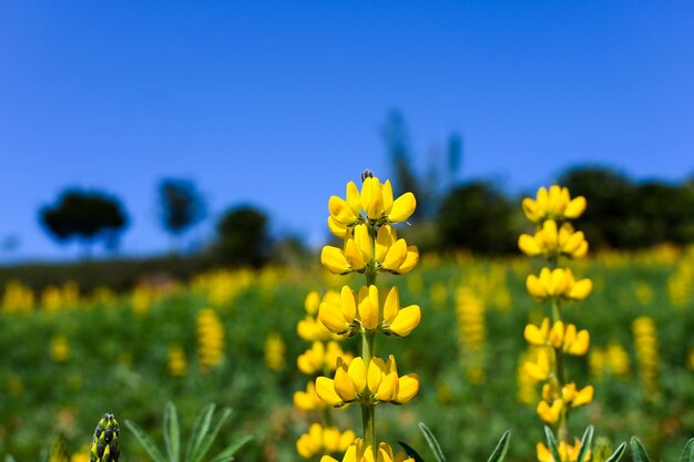 Tremoço perene amarelo no jardim