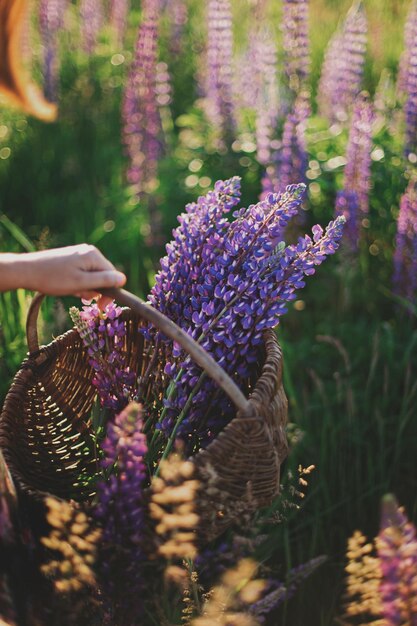 Tremoço roxo na cesta rústica de vime no campo ensolarado colhendo flores silvestres no campo