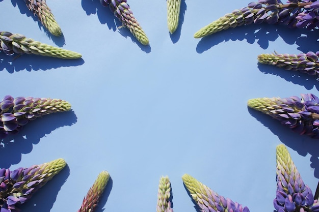 Tremoços suculentos brilhantes em um fundo brilhante e bonito em tela cheia