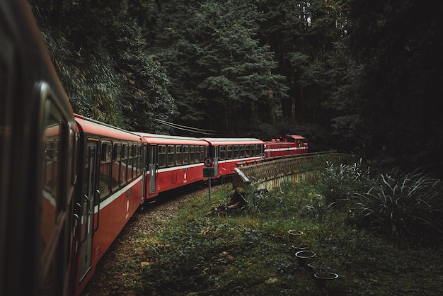 Tren por los árboles en el bosque