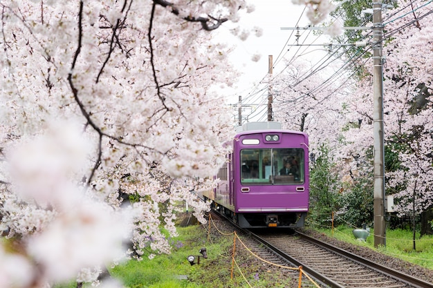 Tren local que viaja en vías férreas con flores de cerezo a lo largo del ferrocarril en Kioto, Japón.