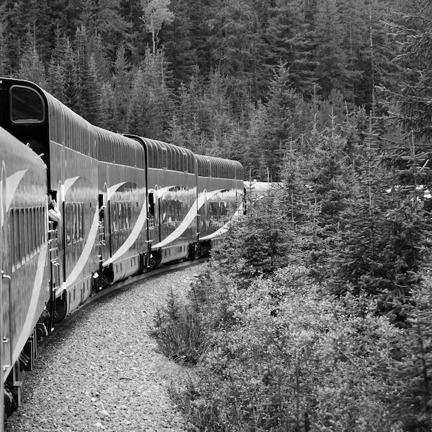 Foto tren en un puente en el bosque