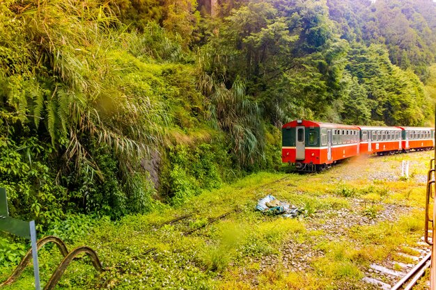 El tren rojo antiguo pasa por el puente del bosque verde del Área Forestal Nacional de Alishan en Chiayi, Taiwán