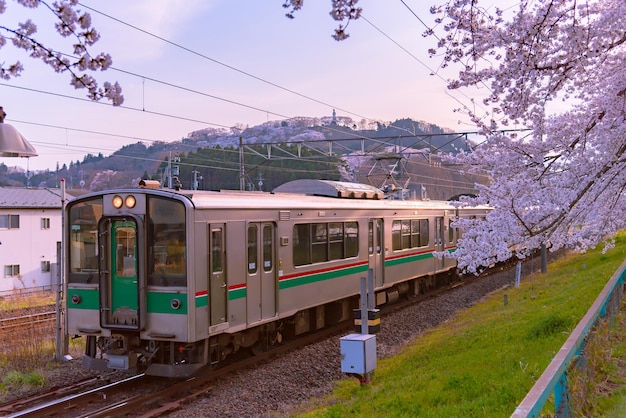 Tren vía férrea con hilera de cerezos en plena floración a lo largo del río Shiroishi