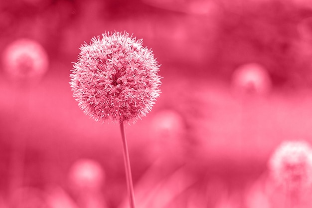 Foto trendfarbe des jahres 2023 kugelförmige blume in viva-magenta-farbe dekorative staudenzwiebelpflanze