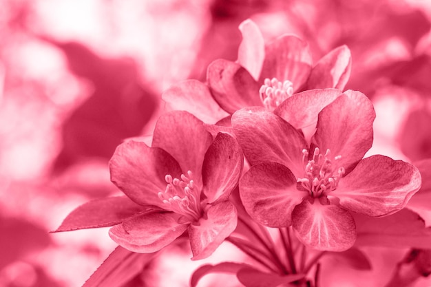 Foto trendfarbe des jahres 2023 zweig eines blühenden rosa apfelbaums in der farbe viva magenda