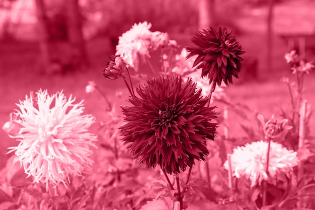 Trendige Farbe 2023 Viva Magenta getönt von der Draufsicht auf Blumen Dahlie floraler natürlicher zarter Hintergrund