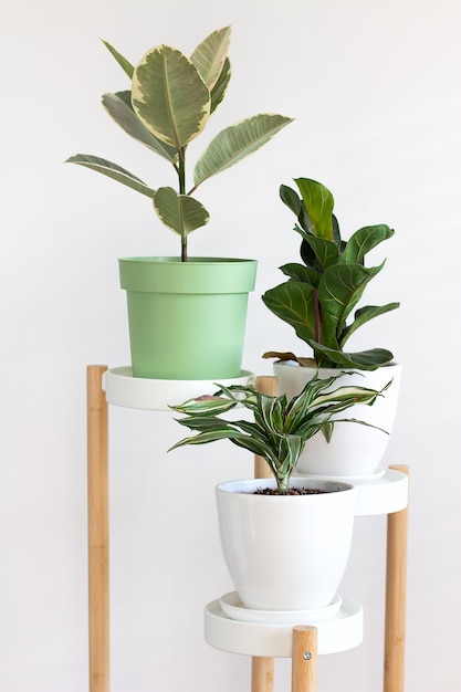 Trending Blume Ficus elastica, die Gummifigur auf Innenwandhintergrund der weißen Wand. Städtisches Dschungelkonzept.