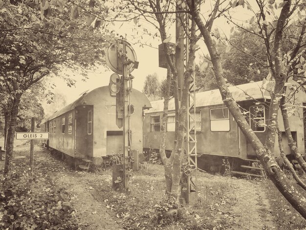 Foto trenes abandonados por los árboles