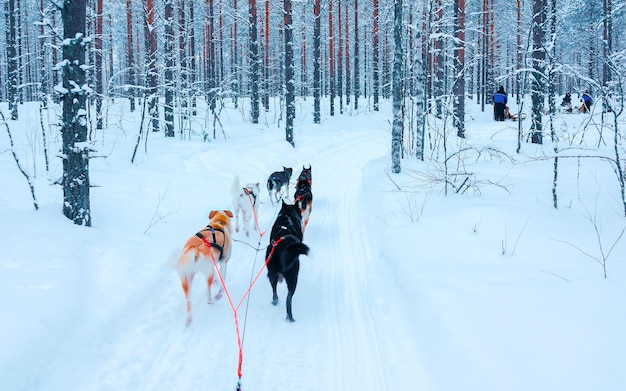 Trenó de cães da família Husky no inverno Rovaniemi da Finlândia da Lapônia. Passeio de trenó puxado por cães na Noruega. Animal Sledding na fazenda finlandesa depois do Natal. Diversão no trenó. Safari em trenó e paisagem do Alasca.