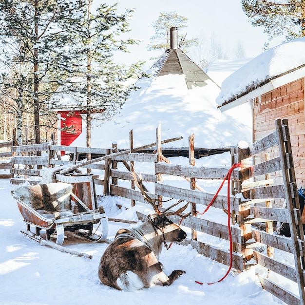 Trenó de renas na Finlândia na Lapônia no inverno.