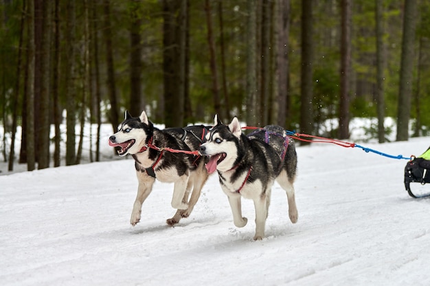 Trenó puxado por cães Husky no inverno