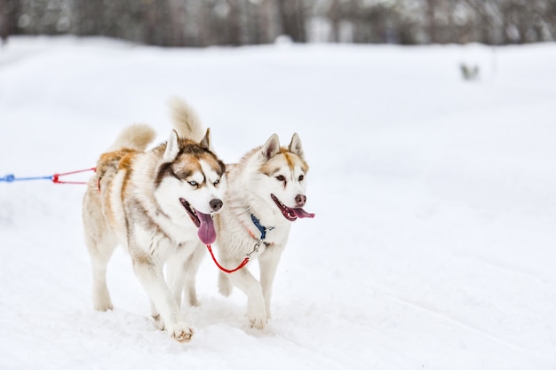 Trenó puxado por cães husky no inverno