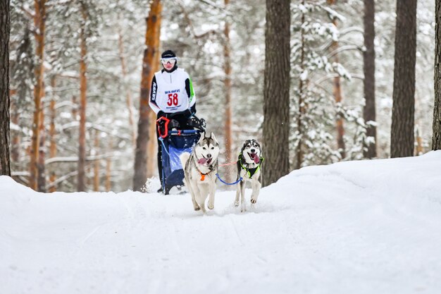 Trenó puxado por cães husky no inverno