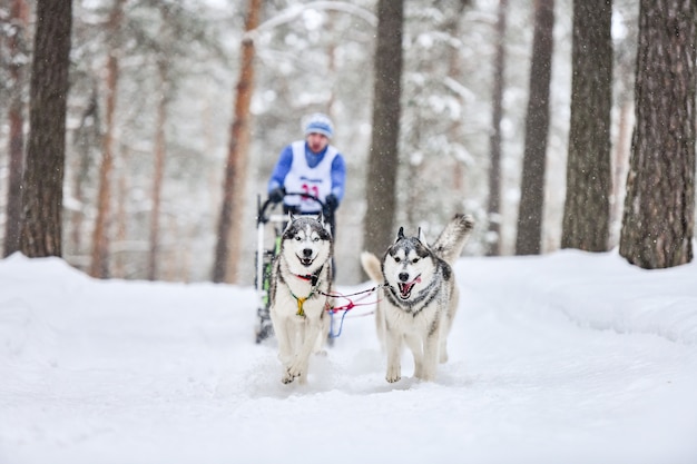 Trenó puxado por cães Husky no inverno