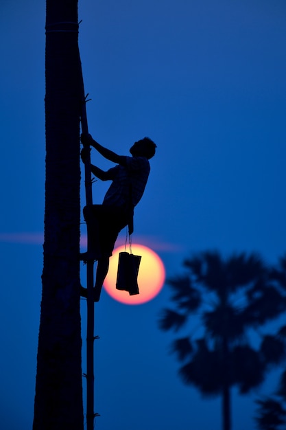 Trepa la palmera