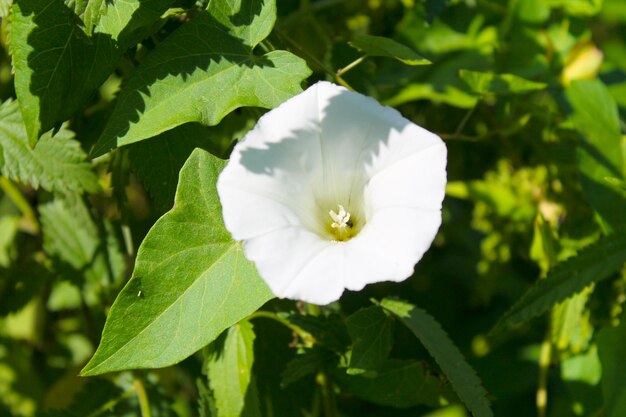 trepadeira branca