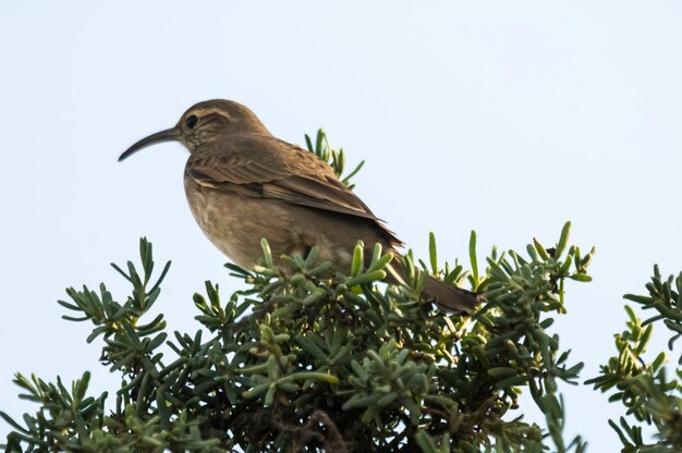 Trepadeira-da-garganta-escama