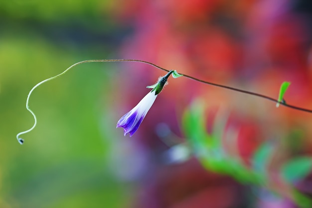 Trepadeira de flor violeta