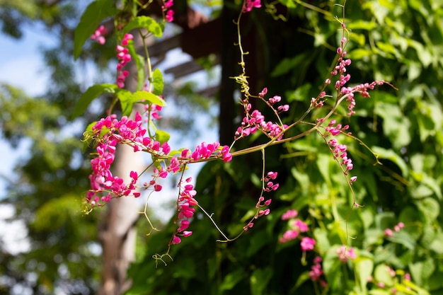 Trepadeira mexicana Corrente de amor Coral videira Flor rosa