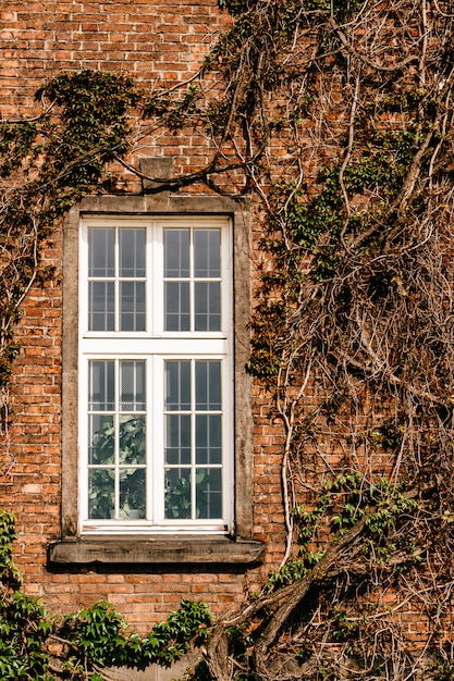 Trepadeira na parede de um edifício