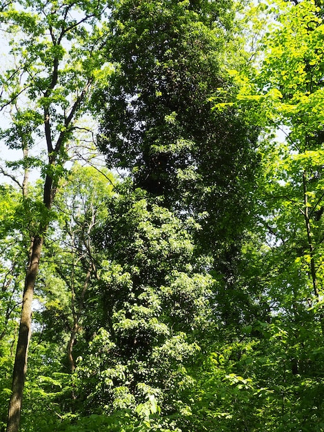 Trepadeiras em galhos de árvores em uma floresta europeia Sérvia Parque Nacional Fruska Gora Uma planta que encontra suporte vertical Antena anexos de raízes adventícias Liana é a forma de vida das plantas