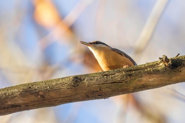 Trepador azul euroasiático, pequeño pájaro cantor (distritos de Sitta europaea) trepador azul de madera