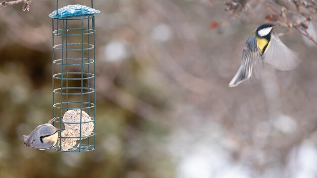 Foto trepador euroasiático europaea pájaro sitta en la parte superior del alimentador con fondo borroso