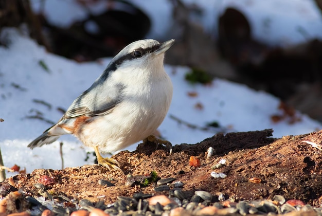 Trepador euroasiático Sitta europaea un pájaro se posa sobre un viejo árbol podrido y come semillas