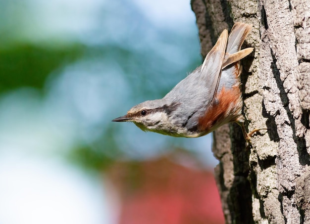 Trepador euroasiático Sitta europaea un pájaro posado en la corteza de un árbol