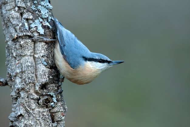 Trepatroncos eurasiático, pájaros, trepatroncos, pájaros cantores, animales, Sitta europaea