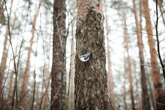 Trepatroncos eurasiático en el tronco de un árbol