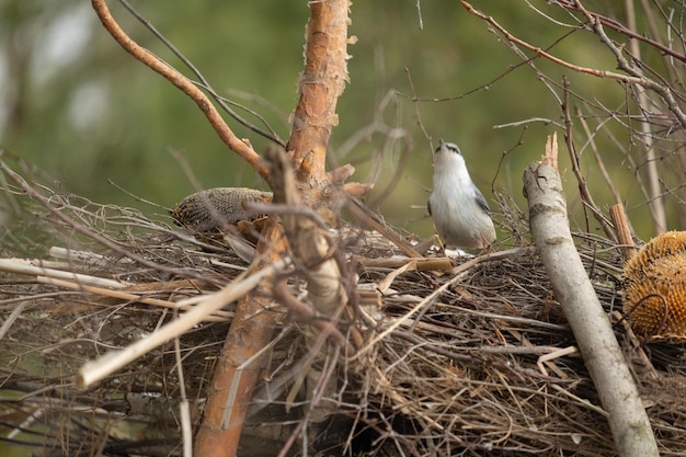 Trepatroncos de pecho blanco posado sobre una ramita de invierno. Pájaro en la rama. Hermoso pájaro cantor azul grisáceo. Pájaro cantor en el hábitat natural. Lindo pájaro cantor en escena de invierno. Trepador euroasiático, distritos de Sitta europaea