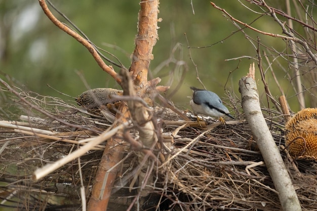 Trepatroncos de pecho blanco posado sobre una ramita de invierno. Pájaro en la rama. Hermoso pájaro cantor azul grisáceo. Pájaro cantor en el hábitat natural. Lindo pájaro cantor en escena de invierno. Trepador euroasiático, distritos de Sitta europaea