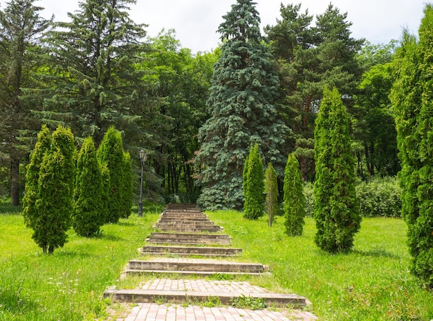 Treppe im Stadtpark zwischen langen Zypressen-Thuja-Allee