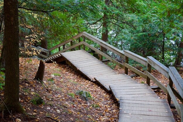 Foto treppe im wald