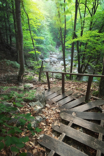 Treppe in den Wald