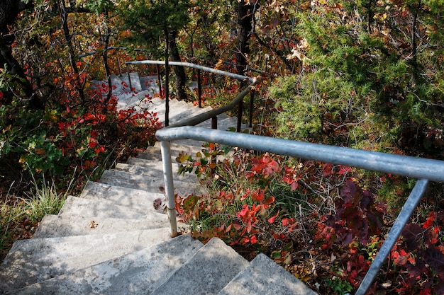 Treppen führen hinunter durch den Wald.