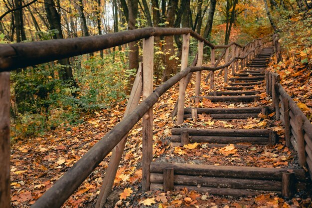 Treppen im Herbstpark Herbstsaison