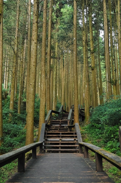 Treppen zum alten Bambuswald